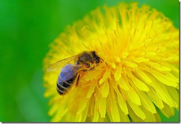Leaders, Pay It Forward, Honey Bee Effect, Andrew Stein, SteinVox